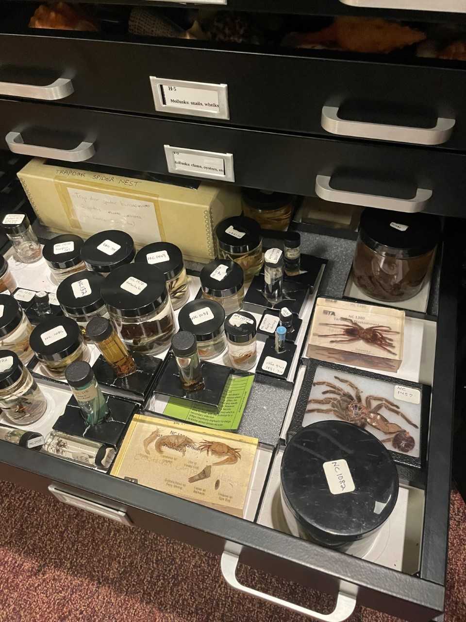 Spider Specimens at Museum of York County