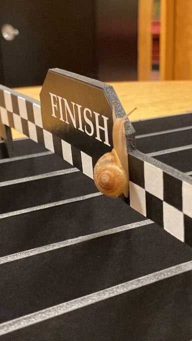 Snail at the finish line of a race