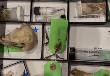 Unearth the Past at Fossil Fanatics Family Day
