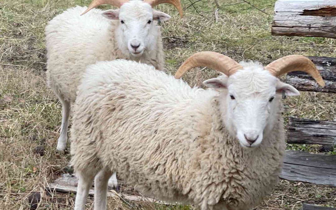 Shear Fun During Sheep Shearing Season